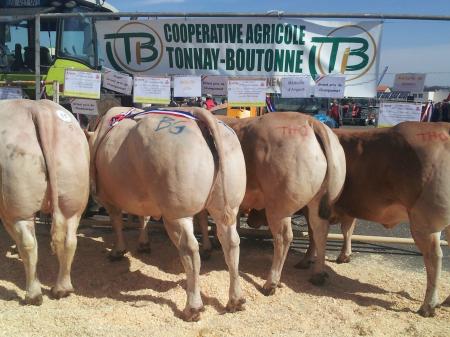 Concours de Tonnay Boutonne