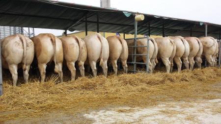 Concours de Boucherie - Tonnay Boutonne 2015