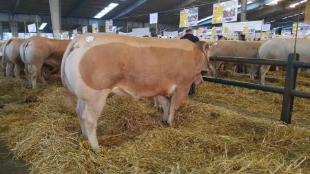 Concours de Boucherie- Parthenay 2016