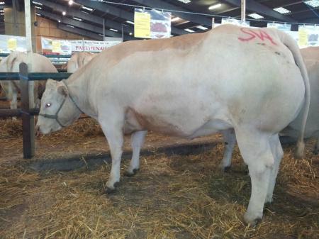 Concours de boucherie